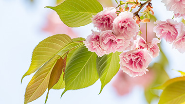 함께 만들어요, 장애아동의 봄날의 기적